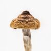 Golden Caps Mushroom for sale